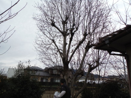 岐阜市の庭木伐採