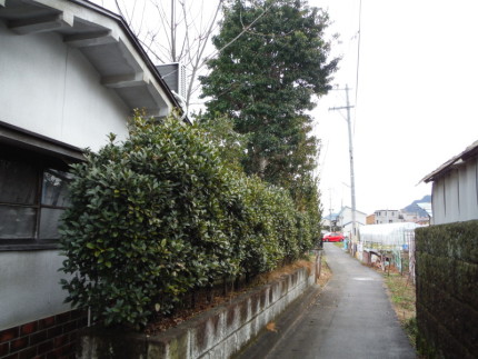 岐阜市の庭木伐採