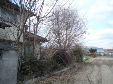 岐阜市の庭木伐採