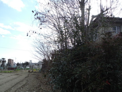 岐阜市の庭木伐採