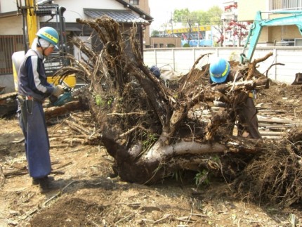 名古屋市の庭木伐採