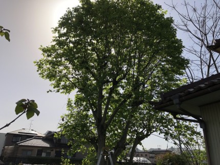 岐阜市｜庭木の伐採