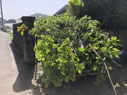 岐阜市｜庭木の伐採搬出