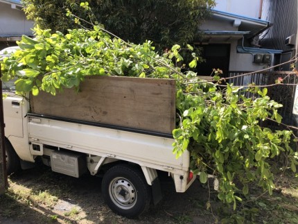 岐阜市｜庭木の伐採搬出