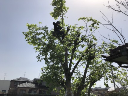 岐阜市｜庭木チェンソ-伐採