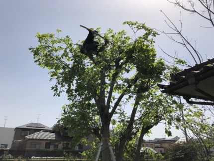 岐阜市｜庭木チェンソ-伐採