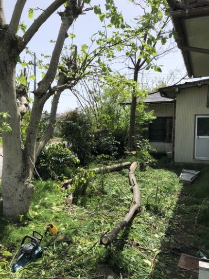 岐阜市｜庭木チェンソ-伐採