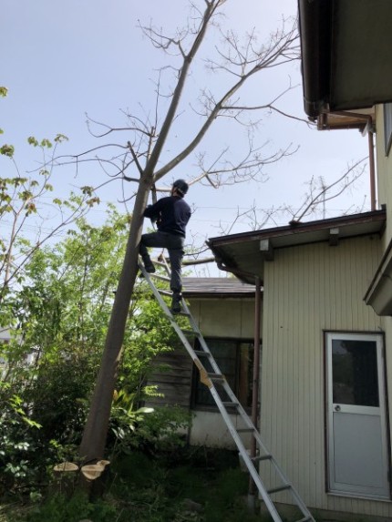 岐阜市｜庭木チェンソ-伐採
