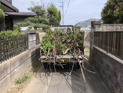 岐阜市｜庭木チェンソ-伐採