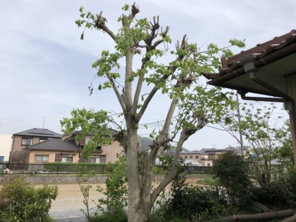 岐阜市｜庭木伐採完工