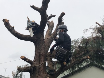 庭木の伐採職人