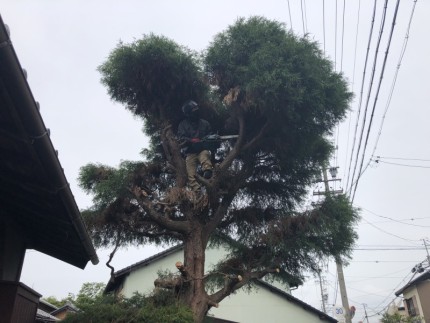 上から順番に枝葉を落としていきます|岐阜市の庭木伐採
