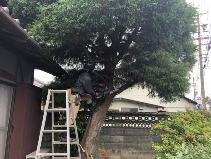 いよいよ着工です|岐阜市の庭木伐採