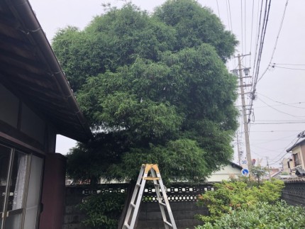 着工前|岐阜市の庭木伐採