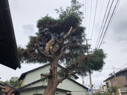 さらに上部の枝葉を落としていきます|岐阜市の庭木伐採