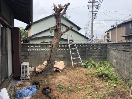 次は太い幹を切り倒します|岐阜市の庭木伐採
