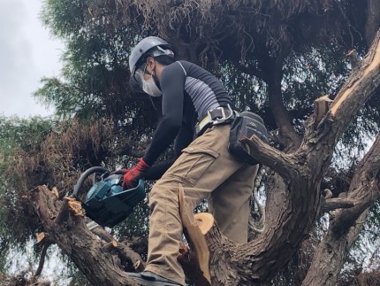 職人さんも頑張っております|岐阜市の庭木伐採
