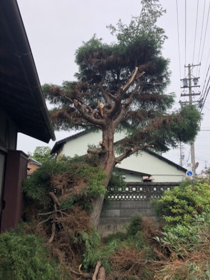 上部半分くらい枝葉を落としました|岐阜市の庭木伐採