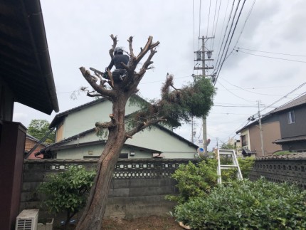 幹を残し、枝葉を切り落とし終えました|岐阜市の庭木伐採