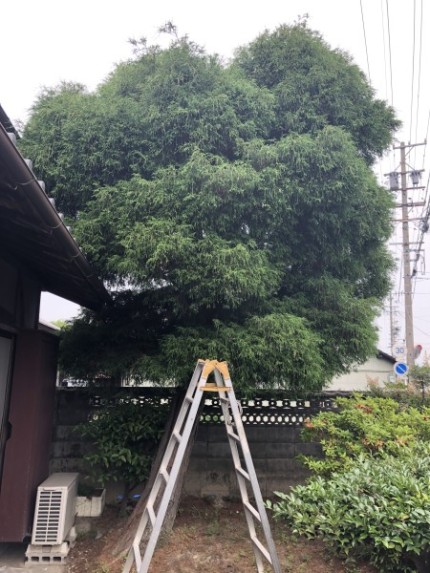 着工前|岐阜市の庭木伐採