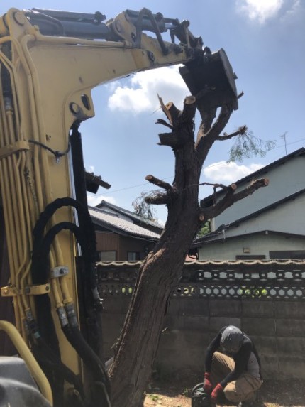 幹をワイヤーで吊りながら、太い幹を切り倒します|岐阜市の庭木伐採