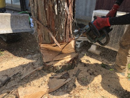 倒す方向を【く】の字に開口します|岐阜市の庭木伐採