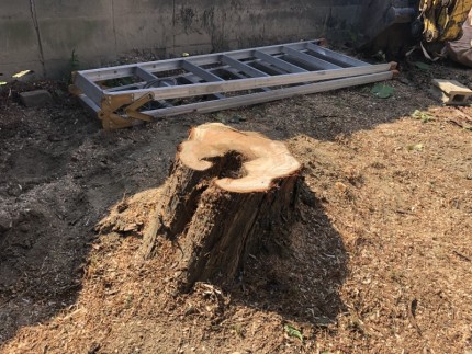 キレイに根元で切断できました|岐阜市の庭木伐採