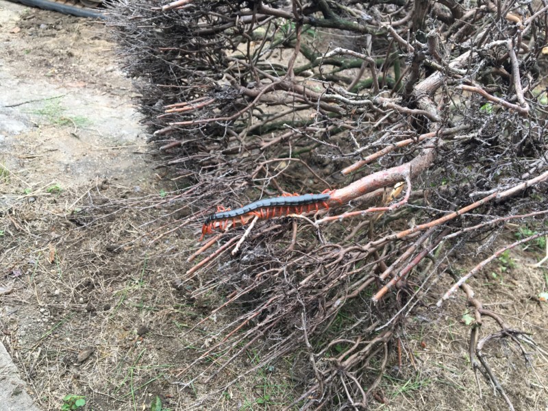 【費用事例】名古屋市南区お庭の解体工事【庭石と庭木の撤去】