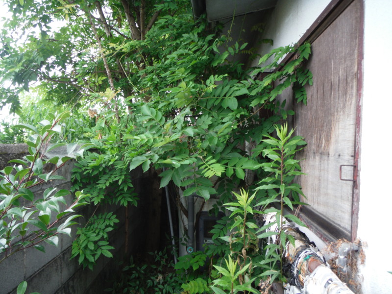 岐阜市の庭木伐採工事【車が入れないため、手作業で伐採と積み込み】