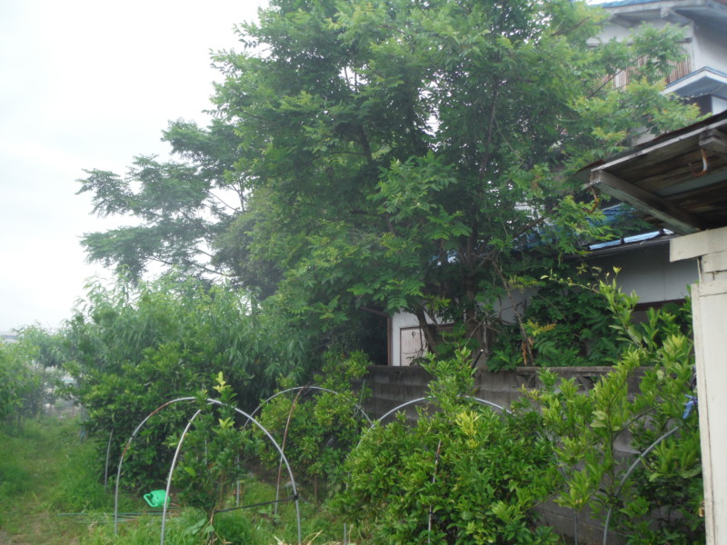 岐阜市の庭木伐採工事【車が入れないため、手作業で伐採と積み込み】