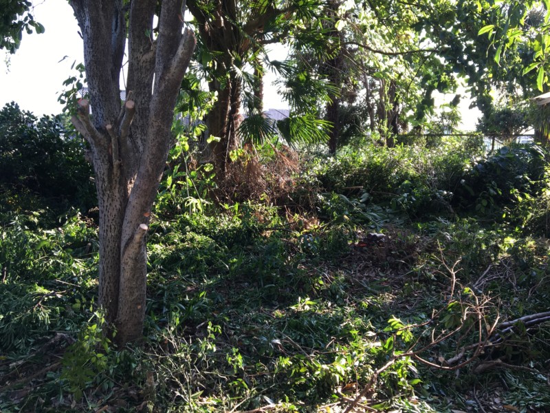 岐阜市の庭木伐採工事【車が入れないため、手作業で伐採と積み込み】