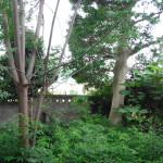 岐阜県岐阜市の庭木伐採お見積り調査