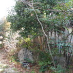 岐阜県可児市の庭木伐採のお見積り調査