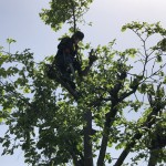 岐阜市の庭木の伐採工事チェンソーで手作業【2日間26万円】