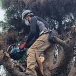 岐阜市の庭木の伐採工事【木の登りチェンソーで切断】