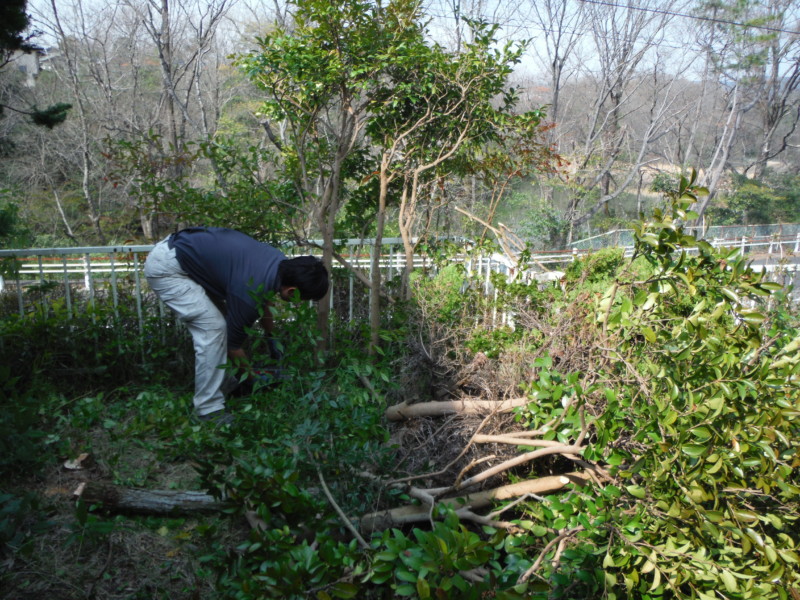 岐阜県可児市の庭木の伐採工事|きれいなお庭にもどす
